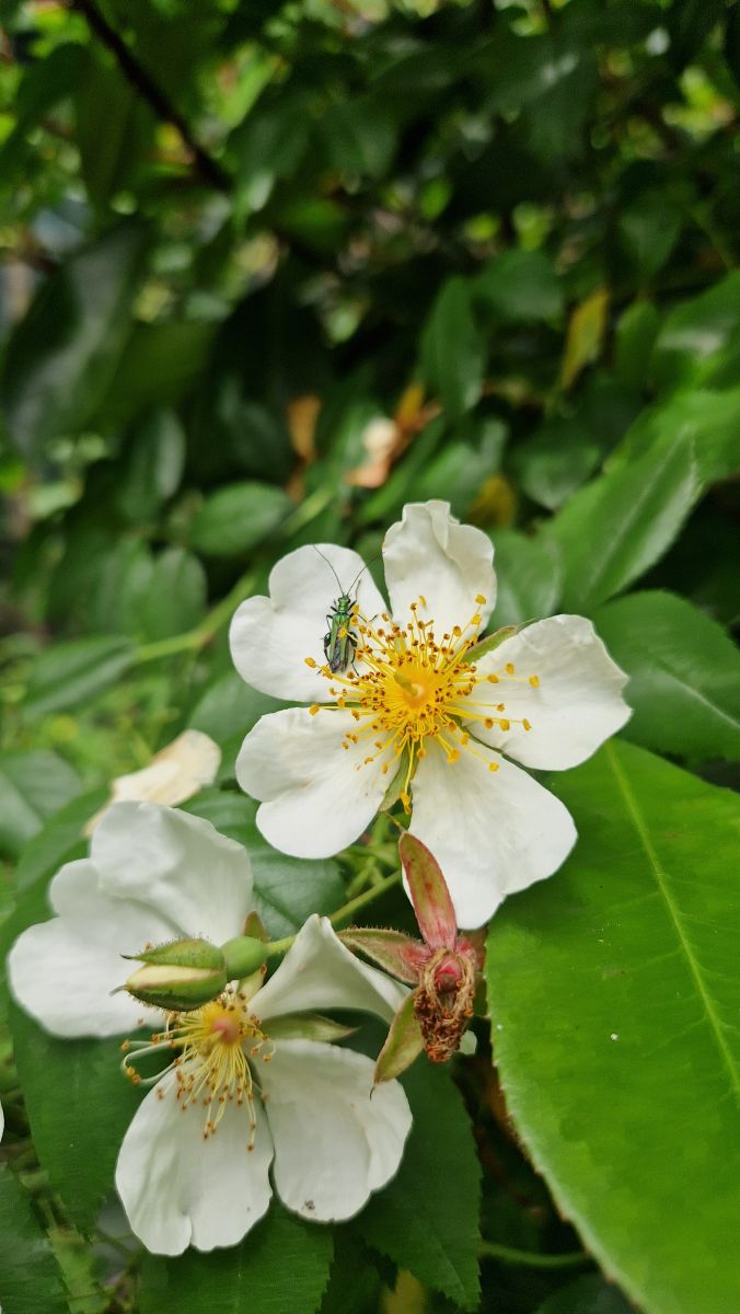 Comment aider la biodiversité ? Zoom sur les pollinisateurs !